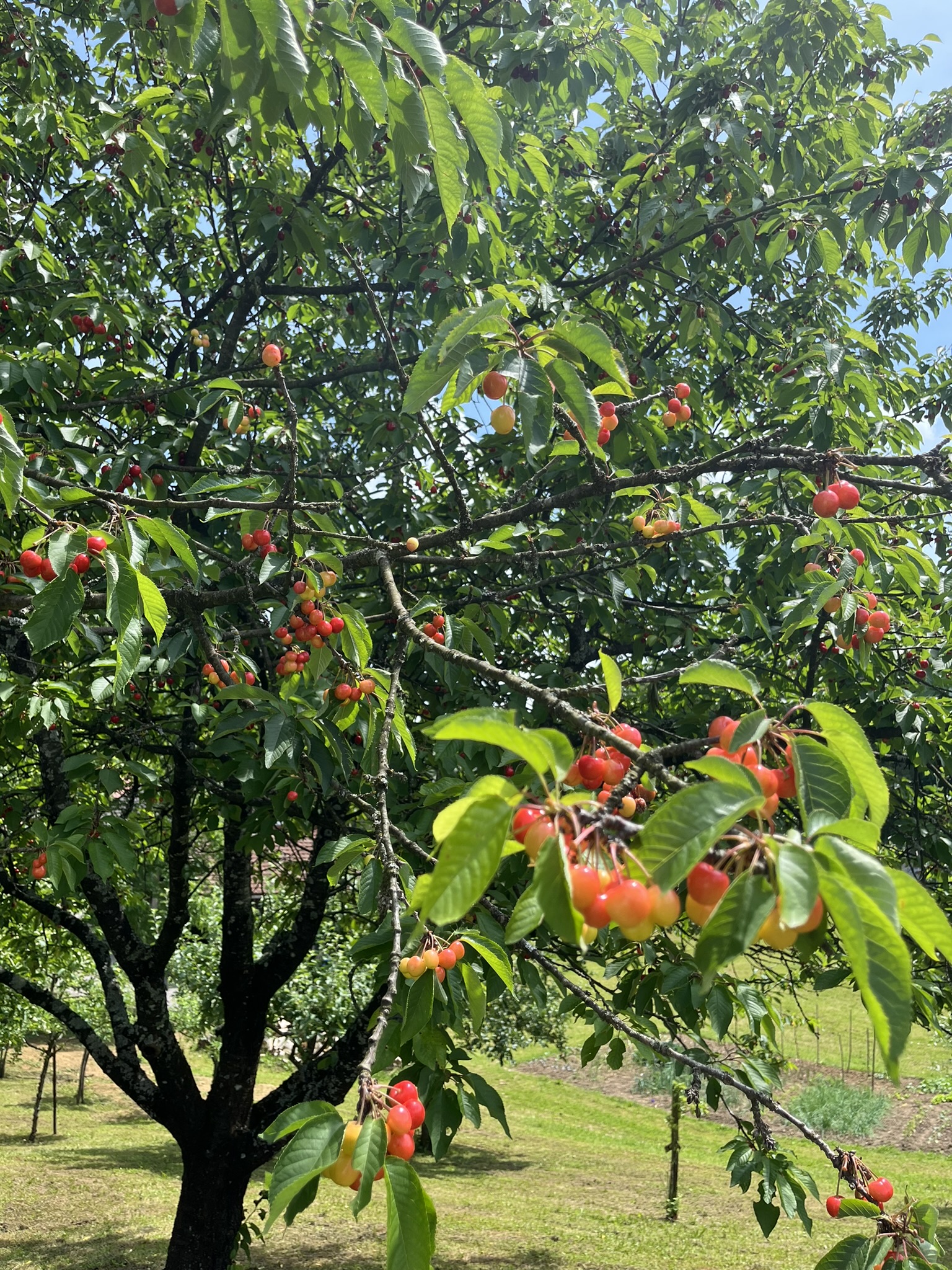 Češnje v sadovnjaku Pri Murnu